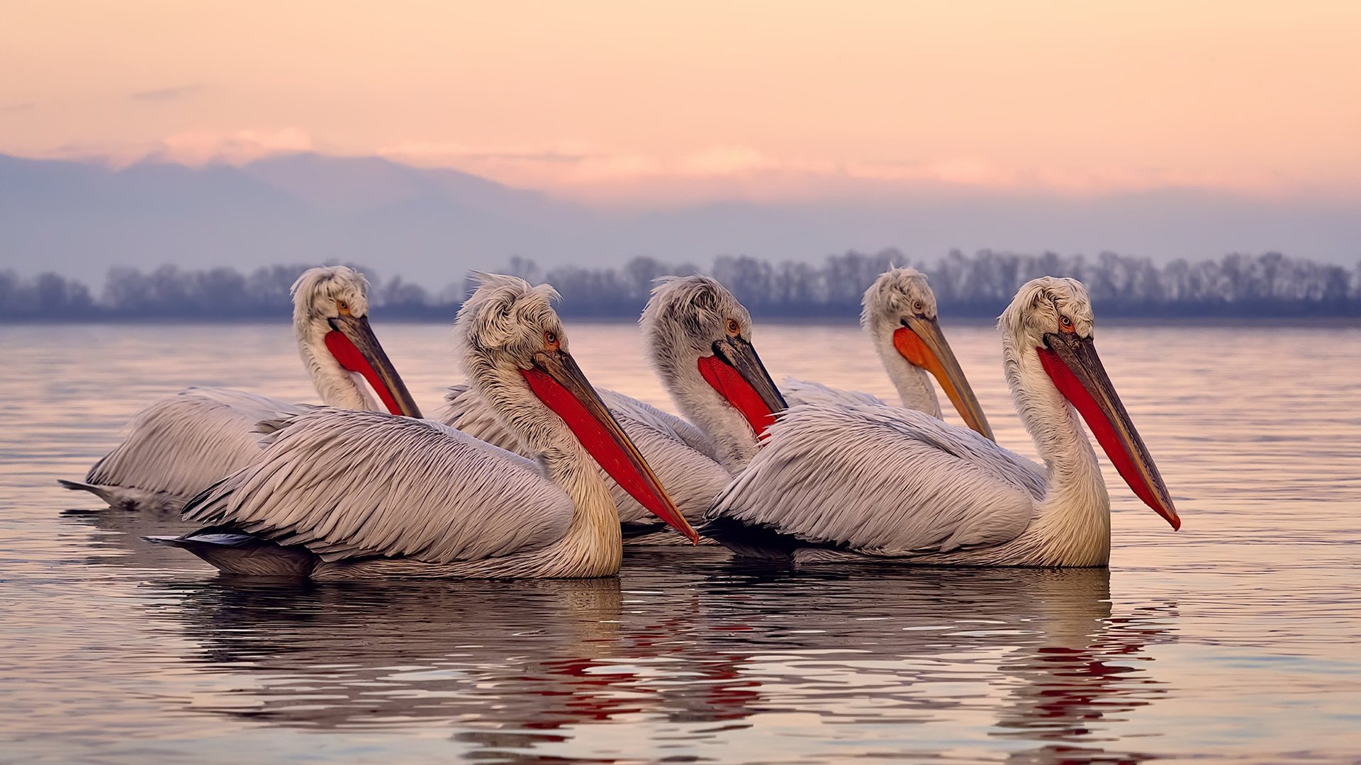 当拜仁防线绝杀法国，坎特孤光下的绿茵悖论
