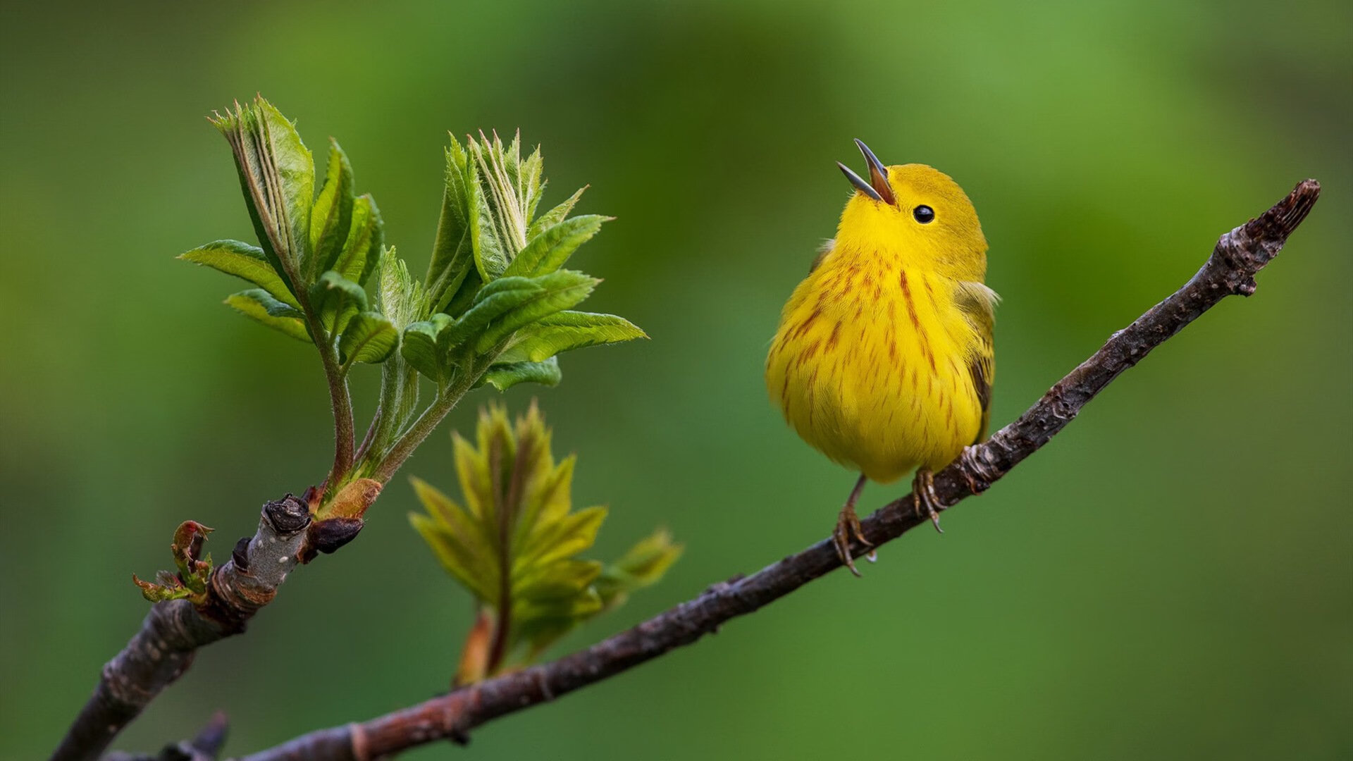 血战终章！霍勒迪末节19分天神下凡，广州险胜江苏取关键胜利