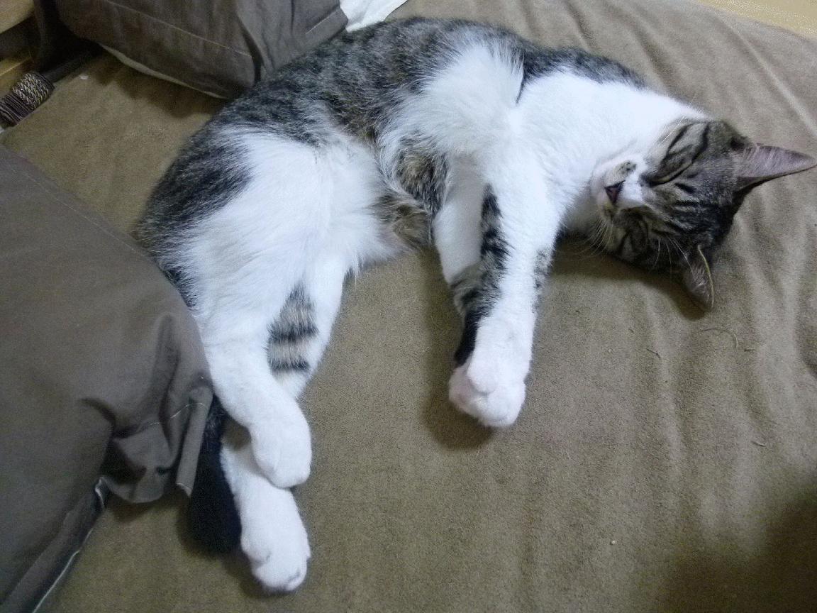 开云体育中国-蜀道之巅，利拉德惊鸿一瞥，天津队虽败犹荣