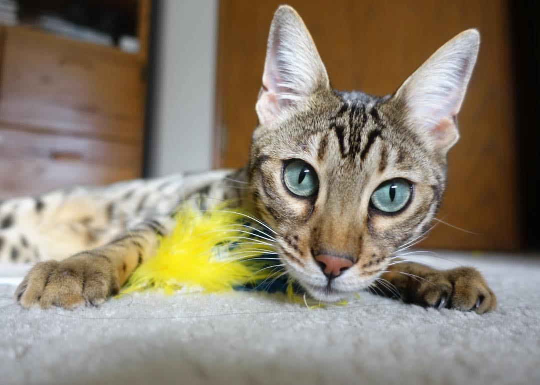 意甲焦点战的战术镜鉴，玻利维亚足球如何制霸切尔西的启示