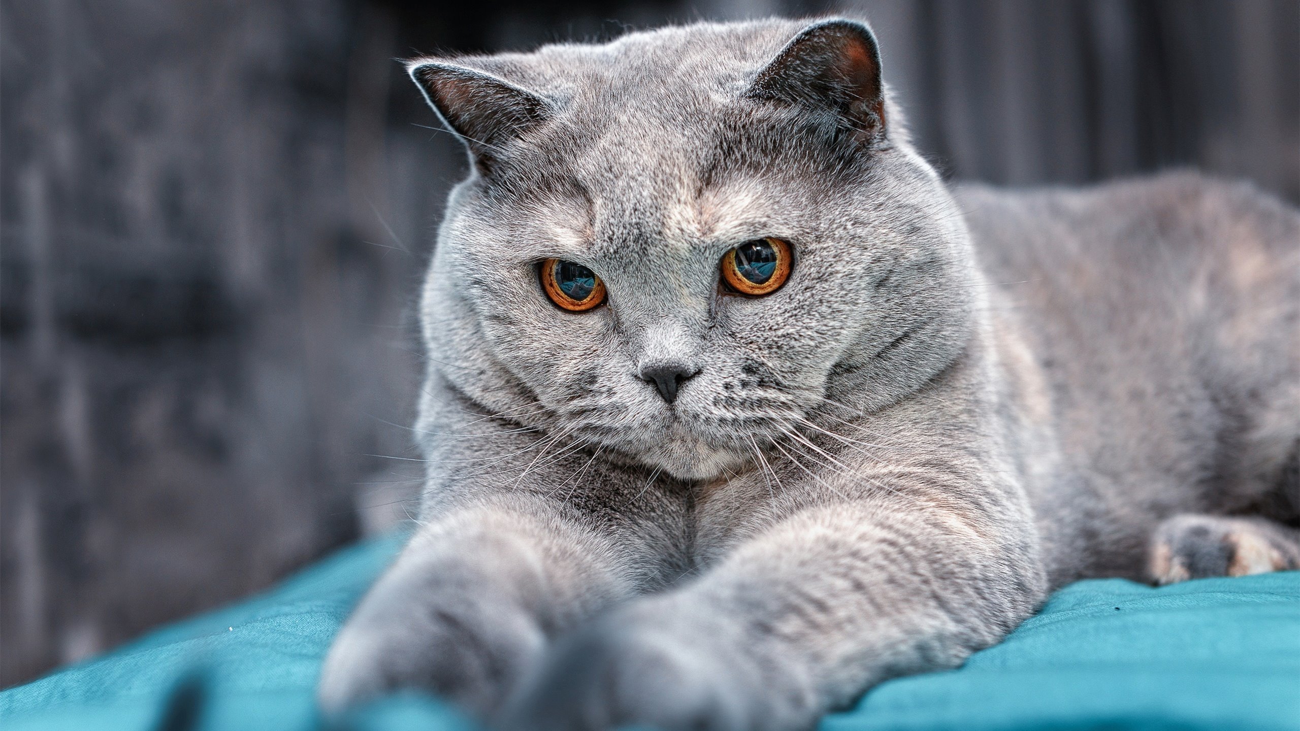 开云体育APP下载-跨洋双城记，当詹姆斯统治加时，哈登在伯纳乌的德比登场