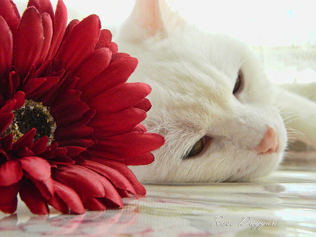 开云体育登录-大师的节拍器，欧冠半决赛之夜，李刚仁如何用双脚撰写交响乐