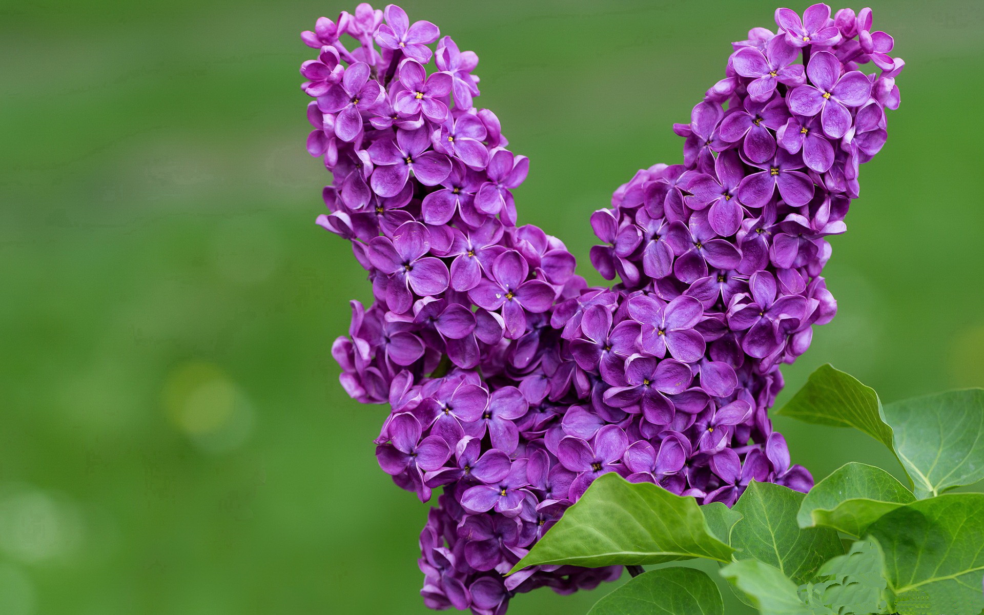 当东方铁军遭遇南滩烈焰，范弗利特用完美表现重写篮球翻译学