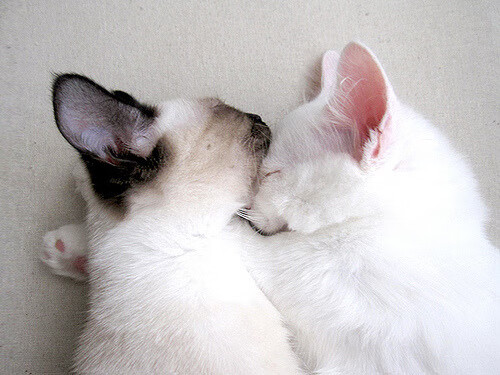 楚阿梅尼一锤定音,韩国在争冠战中击败安哥拉,关键先生闪耀全场