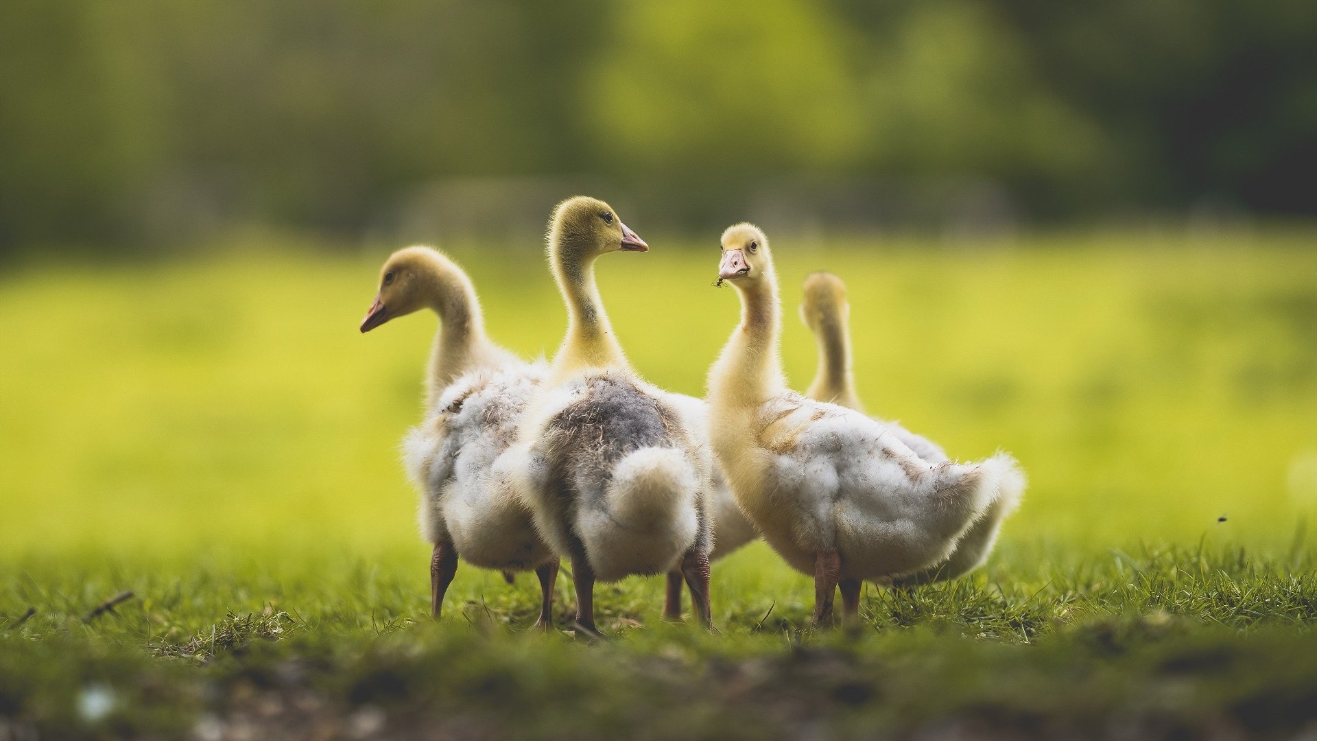淘汰赛的隐喻，当猛龙的火焰淬炼王权，戈贝尔的重盾定义生存