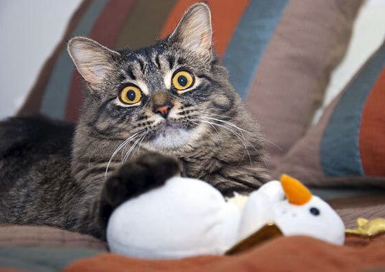 智利烈焰压制厄瓜多尔，托尼数据统治绿茵—唯一性之战