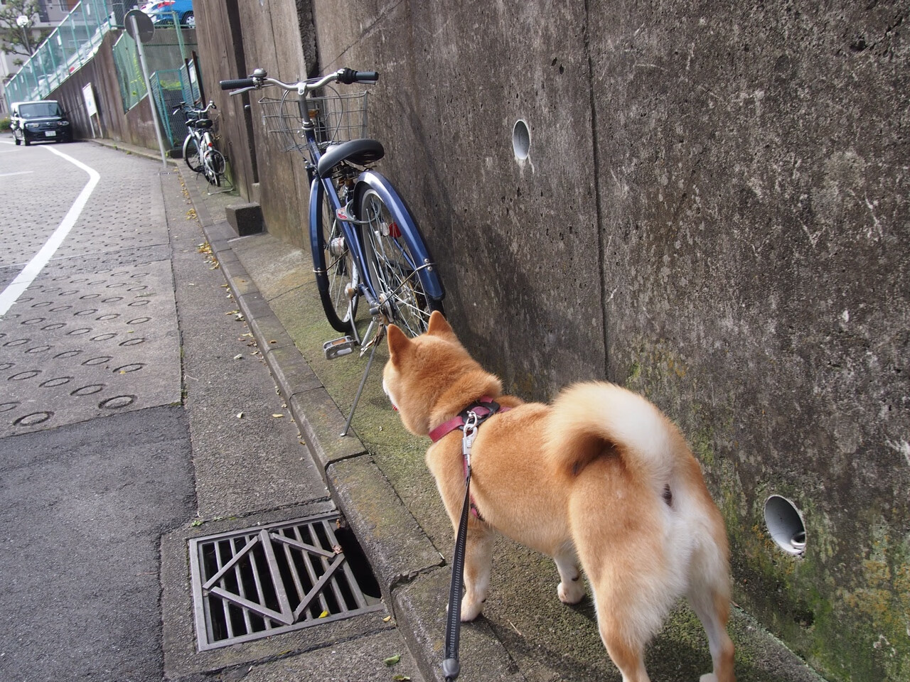 绿茵烽火点燃红牛环，当F1争冠战吼出掀翻巴萨的狂想