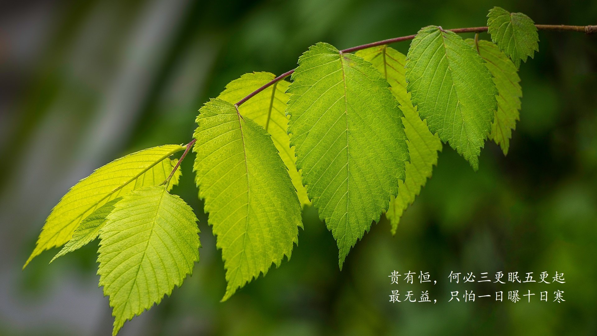 卡萨布兰卡之夜的闪电,哈基米撕裂东欧铁幕,摩洛哥在2026世界杯A组写下唯一答案